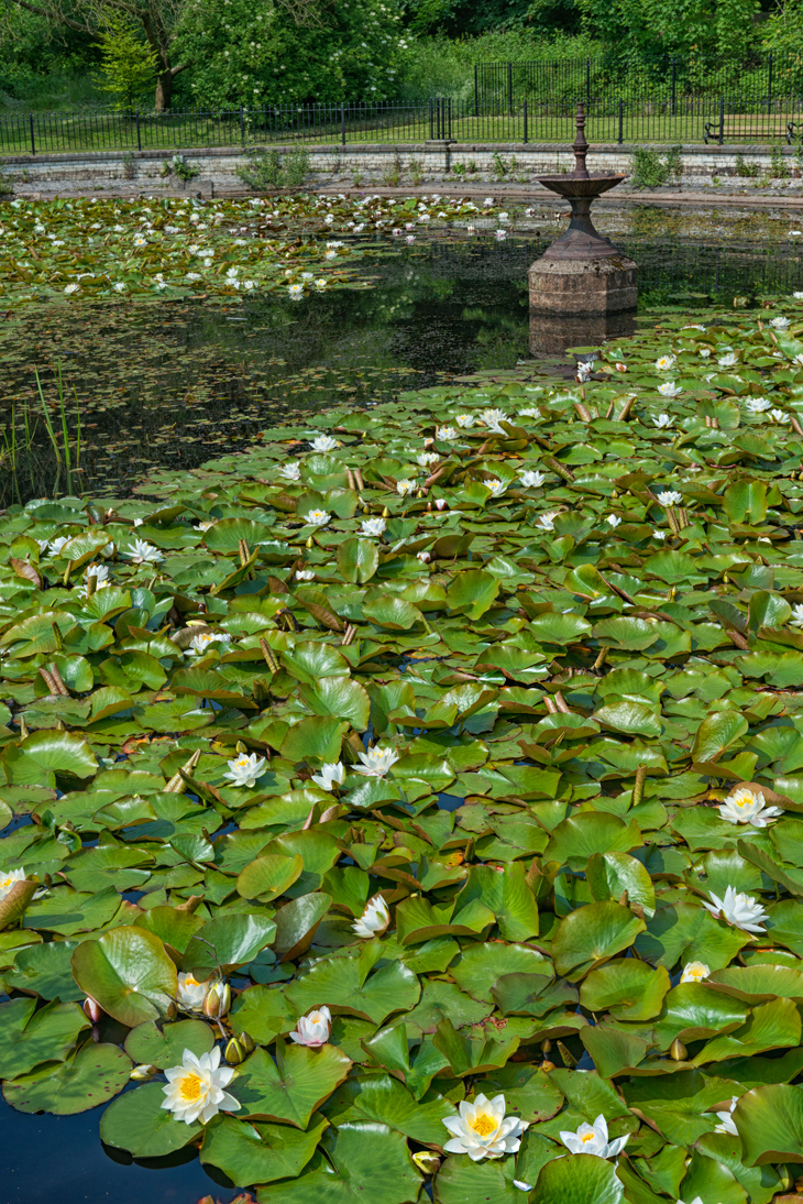 Pond and Lillies 